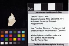 Foto (Objket + Etiketten) von Discutiolira moesica (Muţiu & Bădăluţă, 1971) 